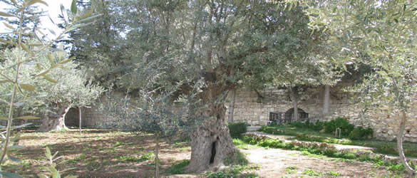 Olive Tree